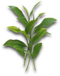 daun teh (tea leaves)
